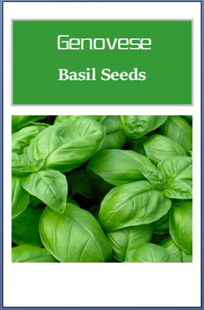 Genovese Basil Seeds | NON-GMO | Heirloom | Fresh Garden Seeds gallery