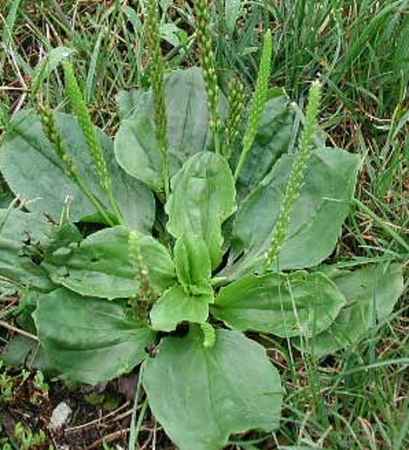 400+ Organic Broadleaf Plantain Seeds ~ Plantago major *Free US shipping* gallery