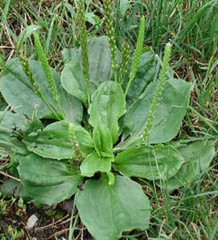 400+ Organic Broadleaf Plantain Seeds ~ Plantago major *Free US shipping*