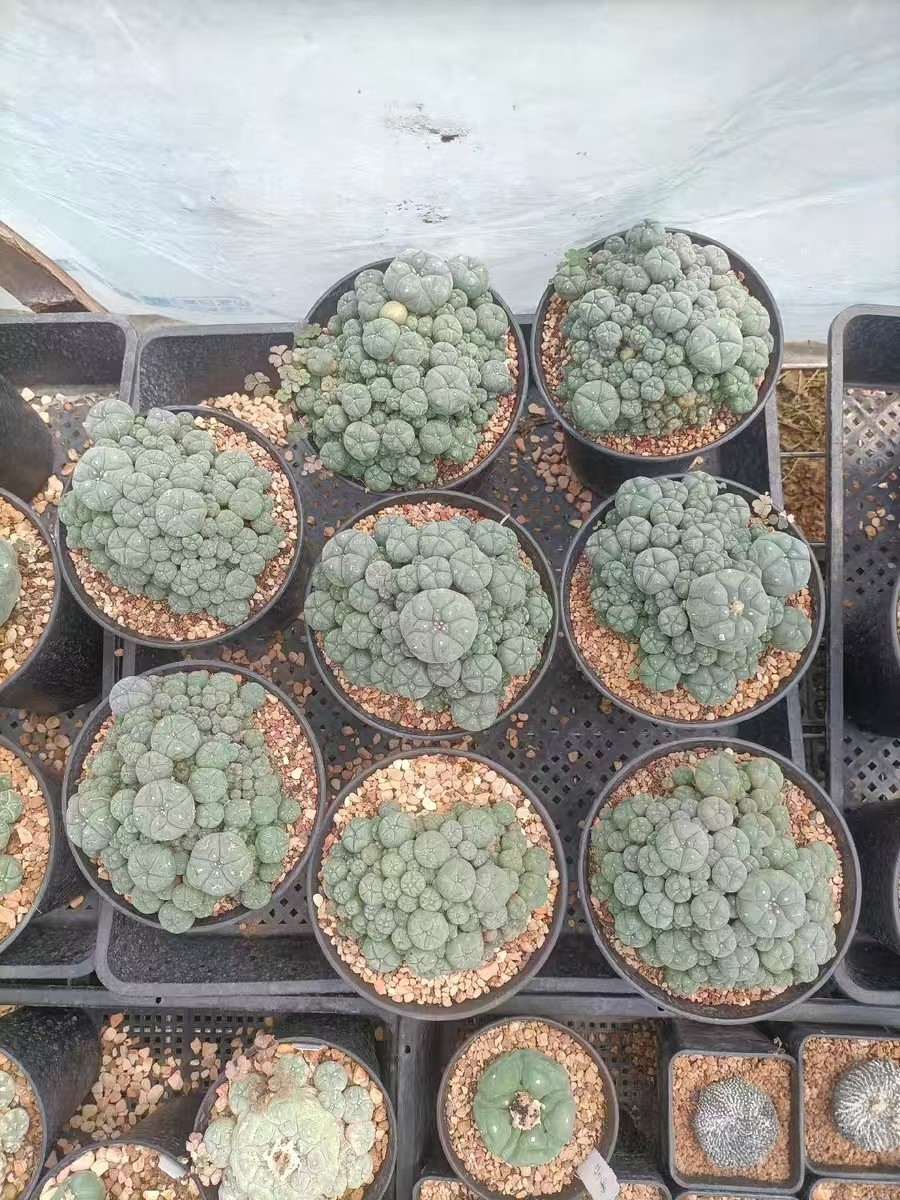 Succulent Plant cactus Multi Heads home Garden beautiful pot 13cm gallery
