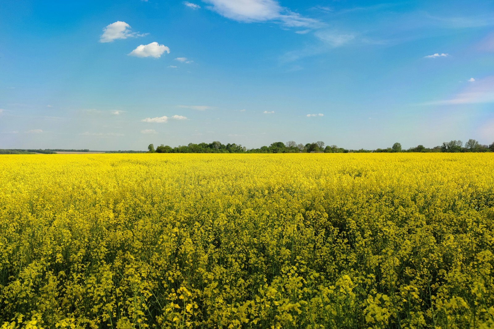 Trophy Rape Seed Cover Crop Forage Food Plot Deer Greens No-Till NON-GMO gallery