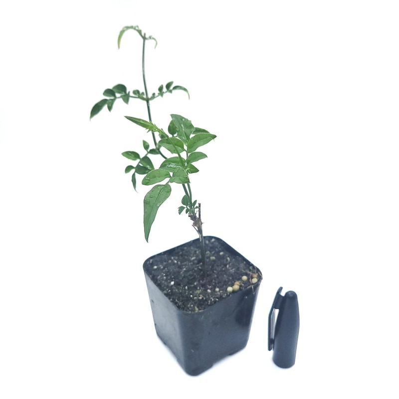 Jasminum Polyanthum Fragrant Mini Starter Plant 2" Pot (California Seller) gallery