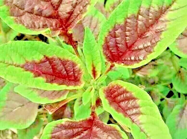RED AMARANTH 100+ SEEDS STRIPE LEAF CHINESE SPINACH YIN CHO VEGETABLE GARDEN gallery