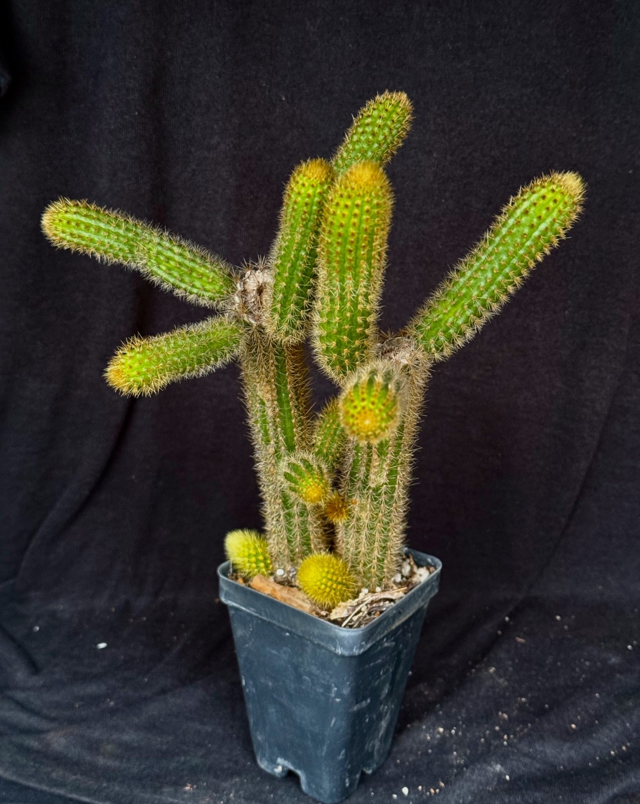 Winterocereus aureispinus, "Monkey tail" cactus plant gallery