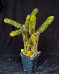 Winterocereus aureispinus, “Monkey tail” cactus plant
