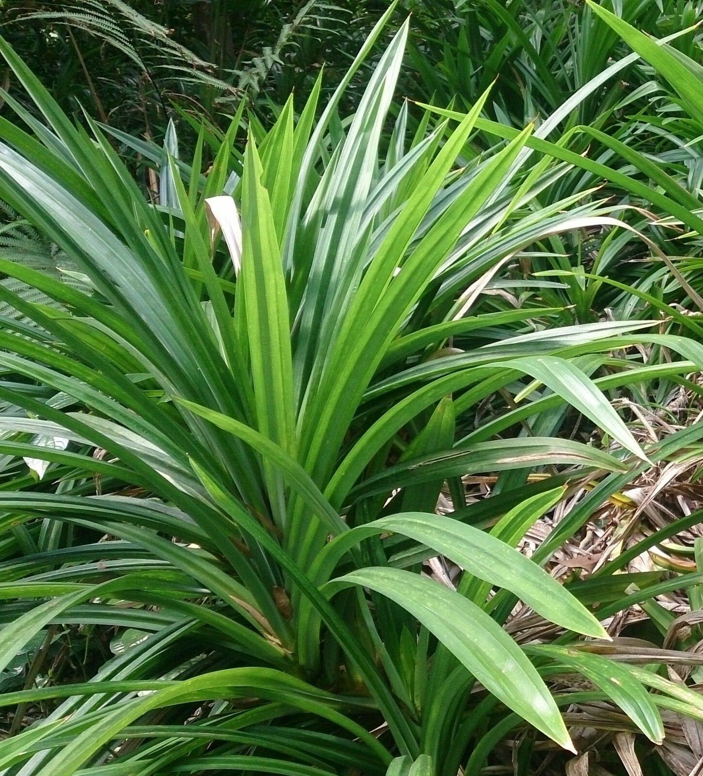 Pandanus amaryllifolius - Pandan leaf - Asian cooking herb gallery