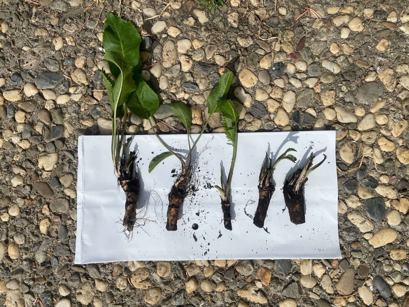 5 Fresh ORGANIC Horseradish Roots - Ready to Plant! | Heirloom, Non-GMO, Spicy! gallery