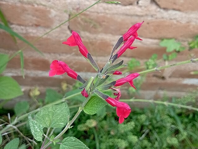 Salvia macrophylla | Andean Sage | 5 Seeds gallery