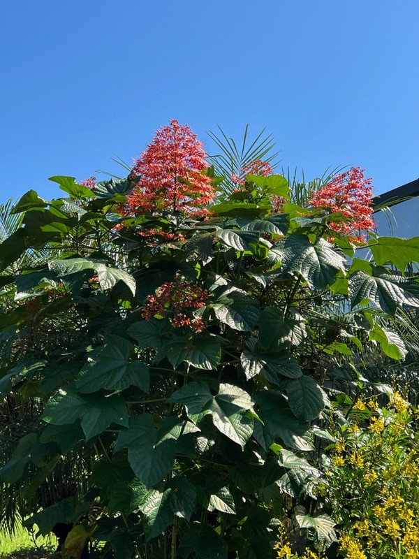 Pagoda Flower (Clerodendrum Paniculatum ) well rooted in 4" pot gallery