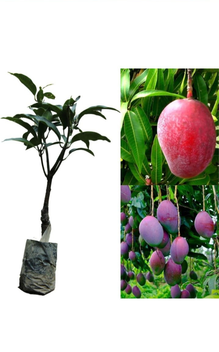 1 Miyazaki Mango Plants Grafting 20 Inch Length Planting Supreme Quality gallery