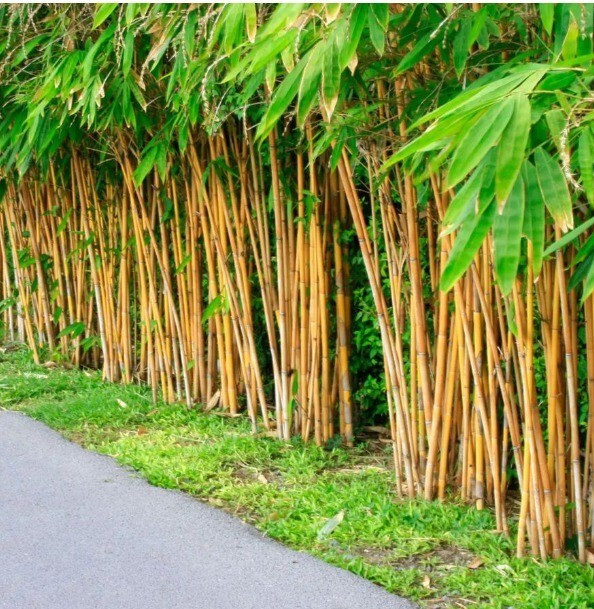 1000 PLUS Golden bamboo seeds (Phyllostachys Aurea) gallery