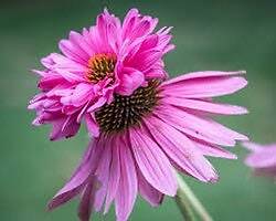 Doubledecker Purple Coneflower Echinacea Seeds ~ Echinacea Purpurea Doubledecker gallery