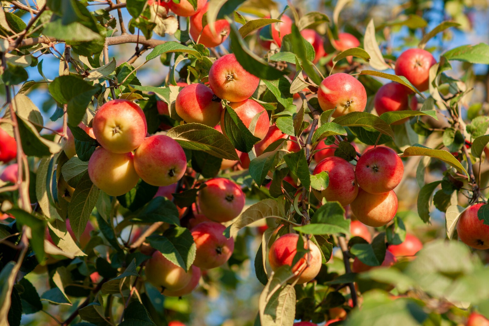 Siberian Crab apple {Malus baccata} Edible | Bonsai |15 seeds Free US Shipping! gallery