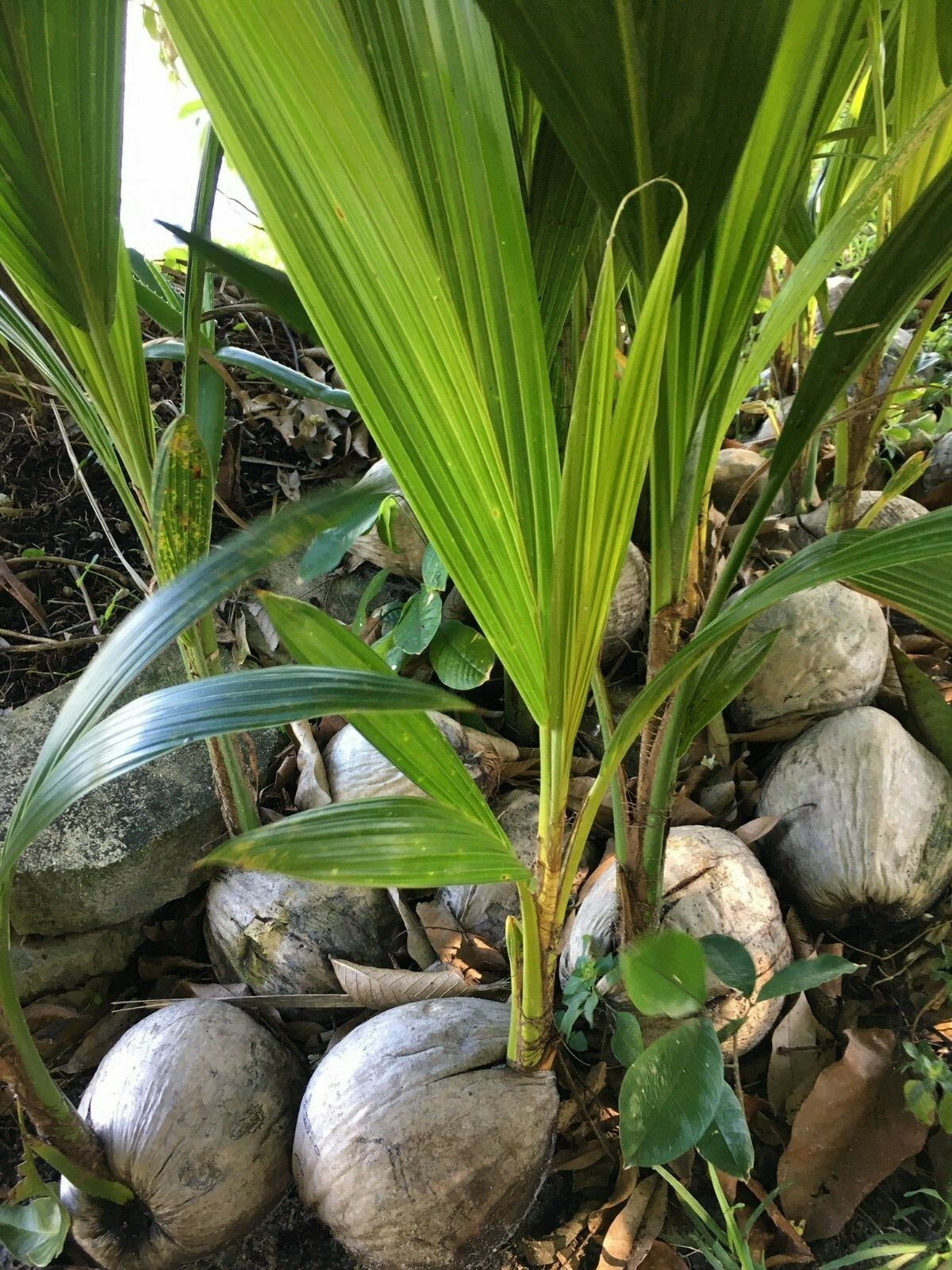 Coconut Tree Live Palm Sprouted Ready To Plant FREE SHIPPING gallery