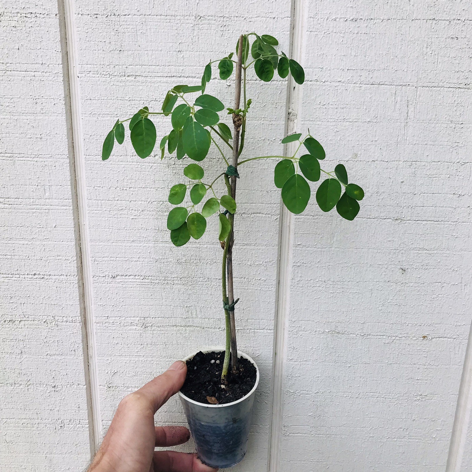 Moringa Oleifera Miracle Tree Life Plant Organic 12” In 4” Pots 6 month grow gallery