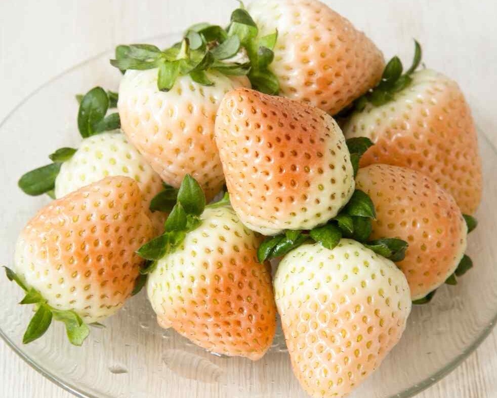 100++ White Wild Strawberry Seeds - White Soul (Fragaria Vesca White Soul) USA gallery
