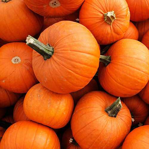 New England Pie Pumpkin Seeds | Small Sugar Pie Pumpkin | Free Shipping | 1077 gallery