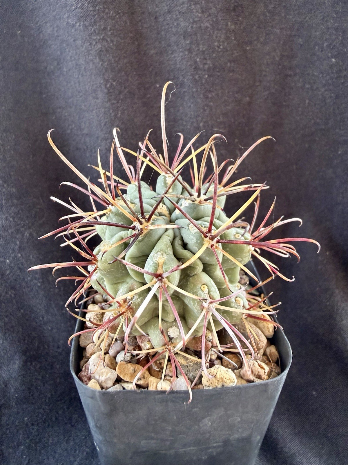 Glandulicactus uncinatus, Uncommon In The Trade gallery