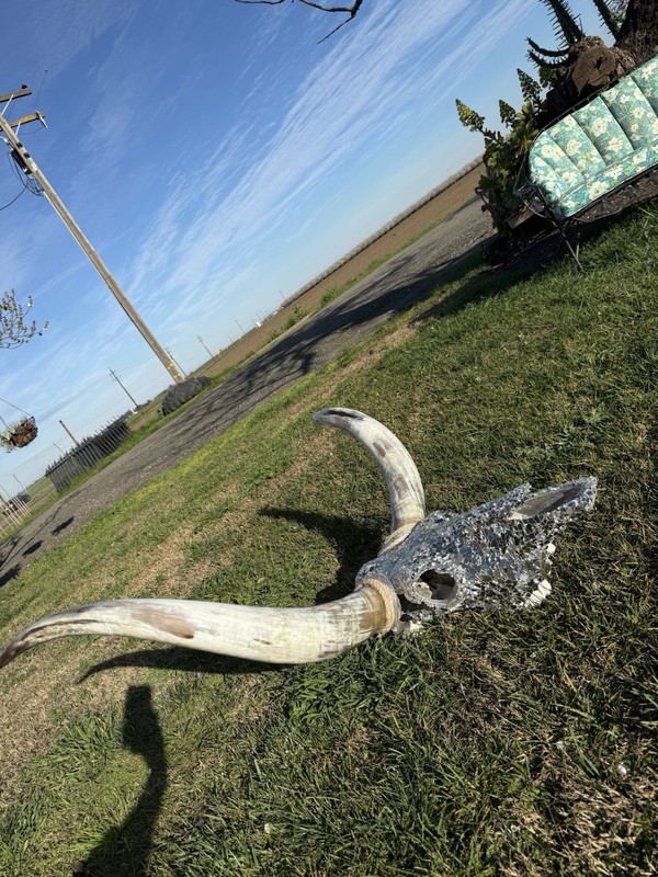 Texas Longhorn gallery