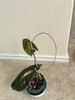 Hoya megalaster SALE $50 #2 gallery