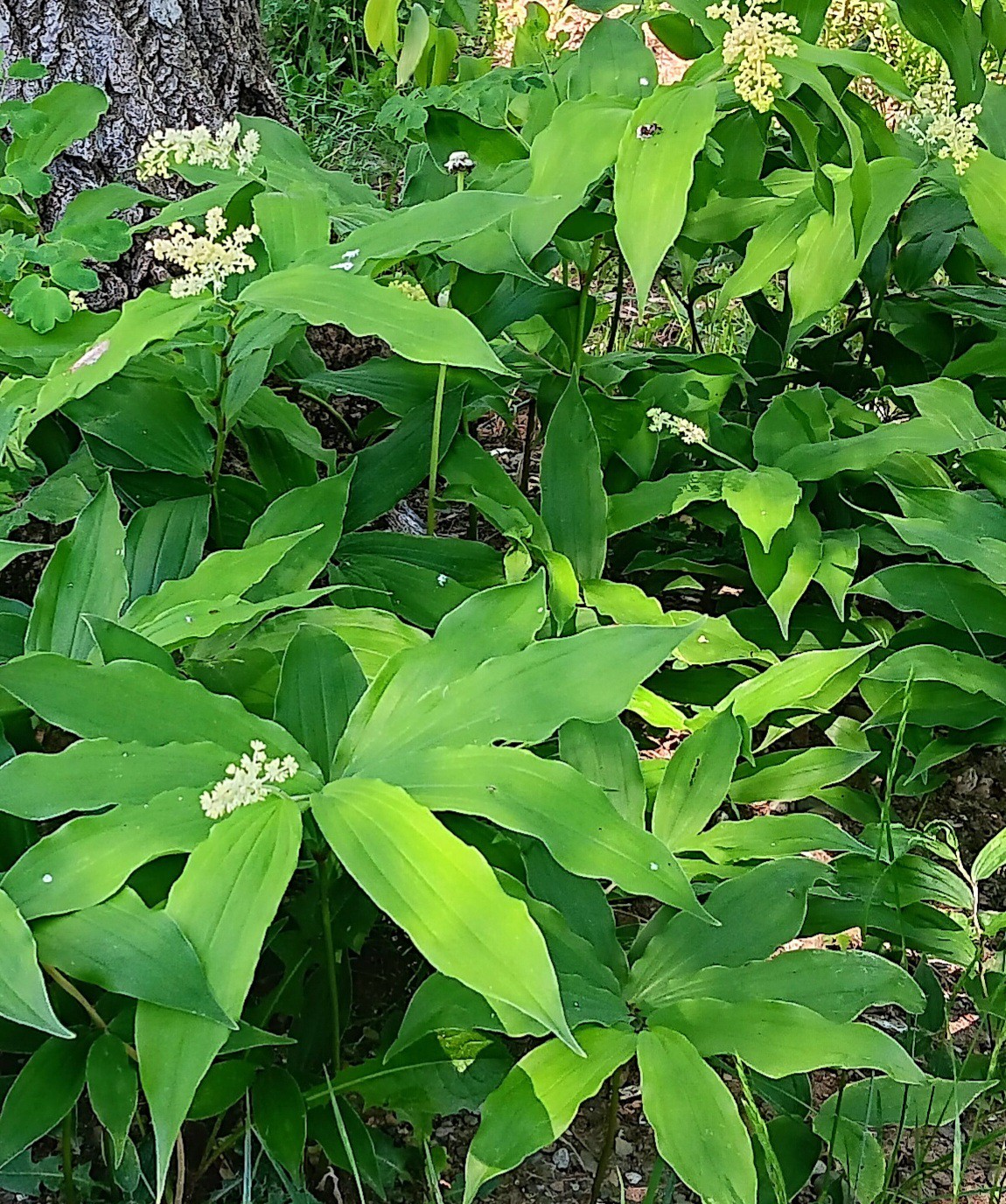 5 native false Solomons seal Maianthemum racemosa rhizomes perennial shade gallery