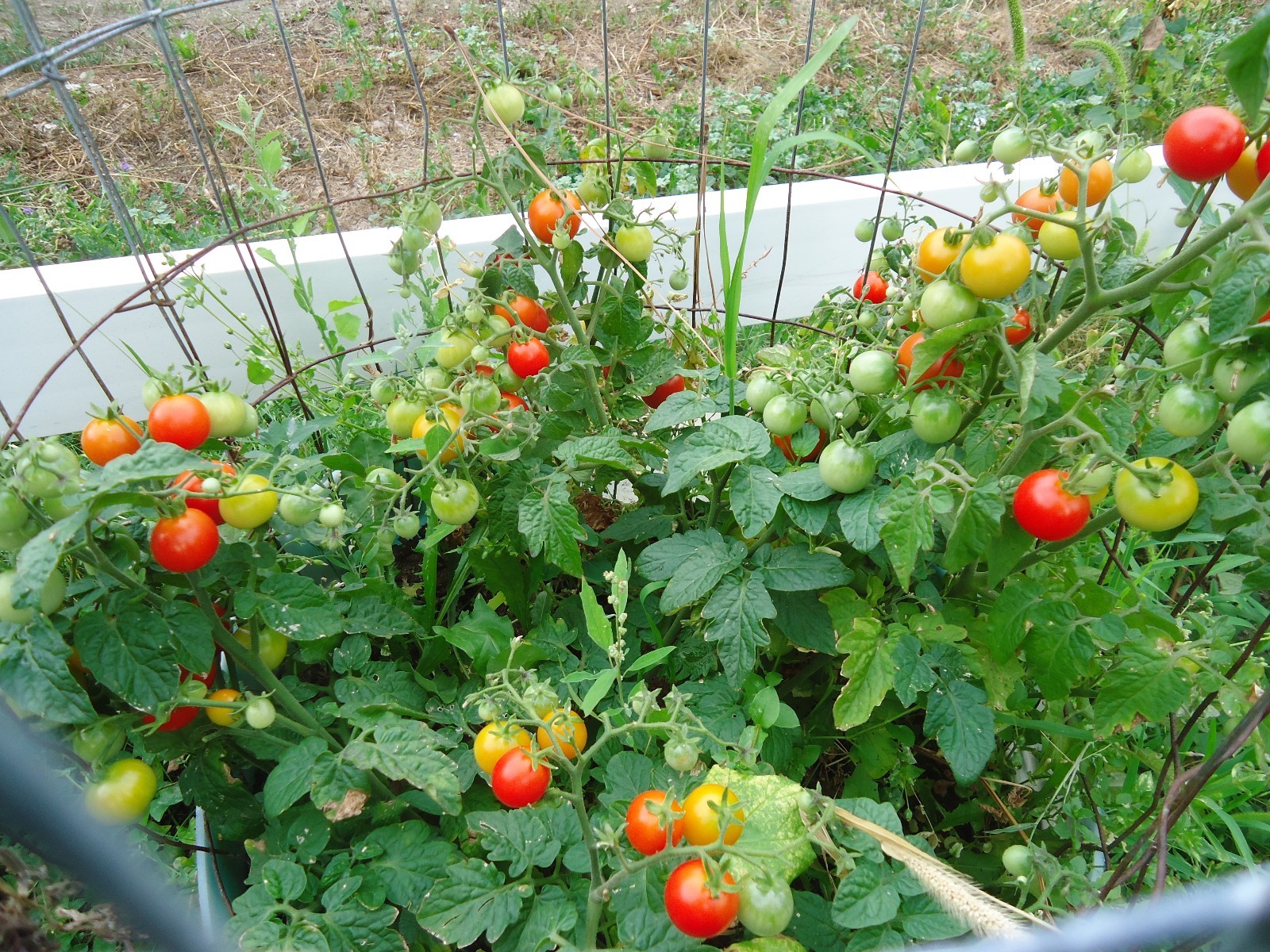 Heirloom tomato plants 2 2" to 4" LIVE PLANTS! FREE SHIPPING! gallery