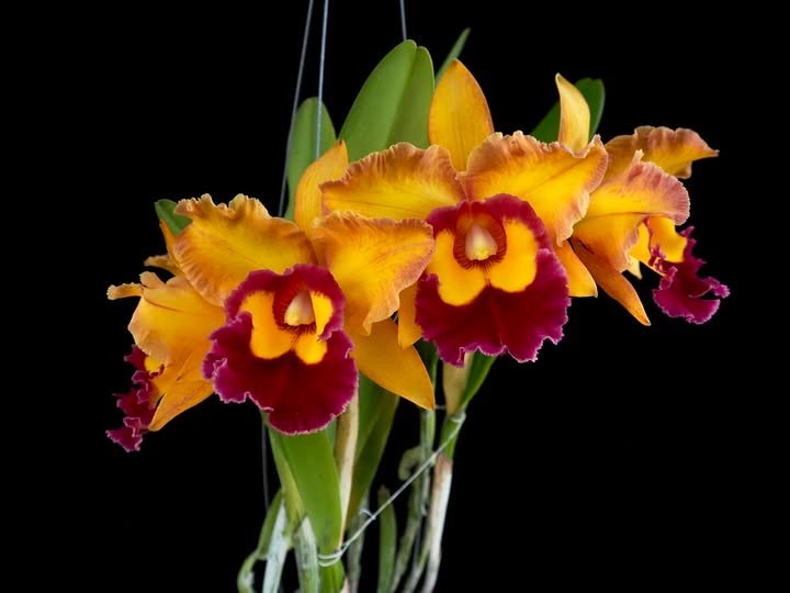 (782-1) Rlc.Chunyeah 'No 10" MS gallery