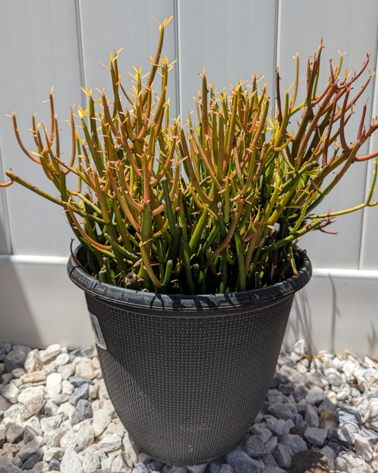 Pencil Cactus, Firesticks | 10 Succulent Cuttings | Easy to Grow! Heights 5-8" gallery