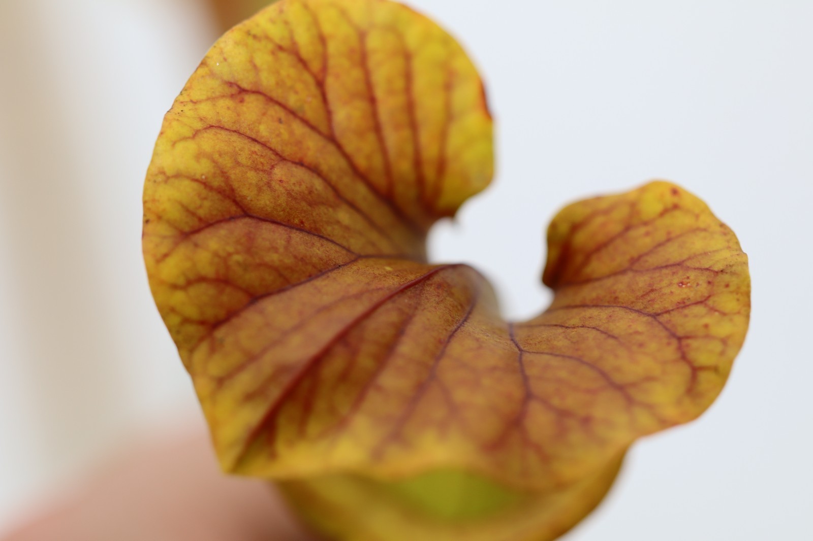 Sarracenia - Flava Var Cuprea (ICPS Seeds) gallery