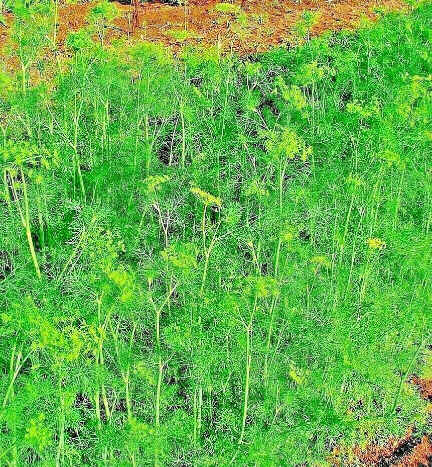 DILL 350 SEEDS SPRING INSECT REPELLENT HERB GARDEN SPICE NON-GMO HEIRLOOM USA gallery