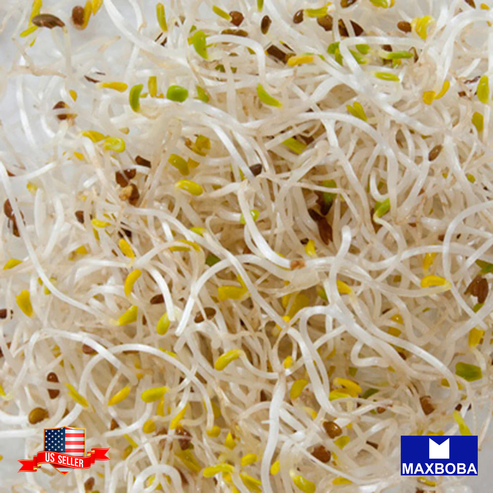 Alfalfa - Organic - Sprouting Seeds Non-GMO Heirloom gallery