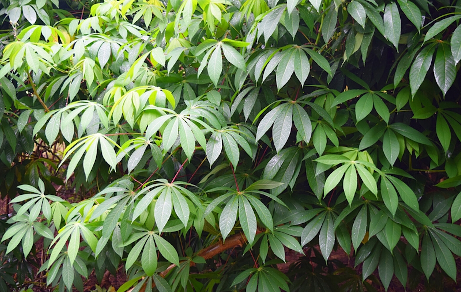 5 RARE Seeds - Tapioca Plant Seed - Cassava Manihot esculenta -See Description gallery