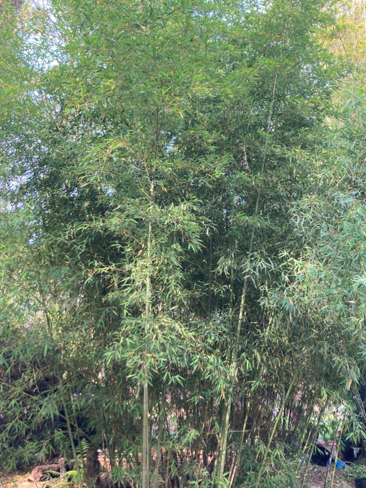 LIVE Phyllostachys vivax rhizomes X15 Chinese timber) FreeShipping4doubleorders gallery