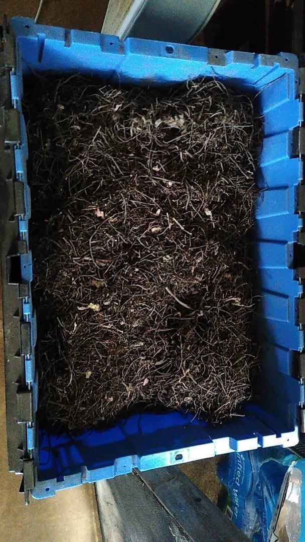 10 Black Cohosh Bare Live Roots for Transplant (Actaea Racemosa) gallery