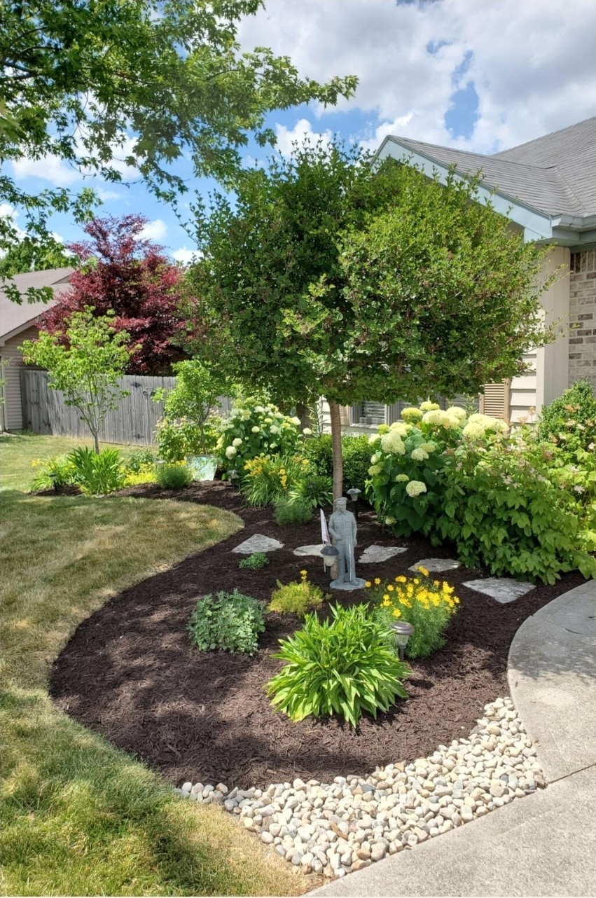 Live Rooted Annabelle Hydrangea Cutting Arborescens White Snowball Zones 3-9 gallery