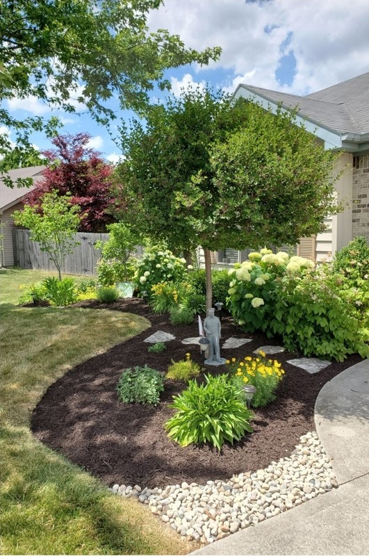 Live Rooted Annabelle Hydrangea Cutting Arborescens White Snowball Zones 3-9 gallery