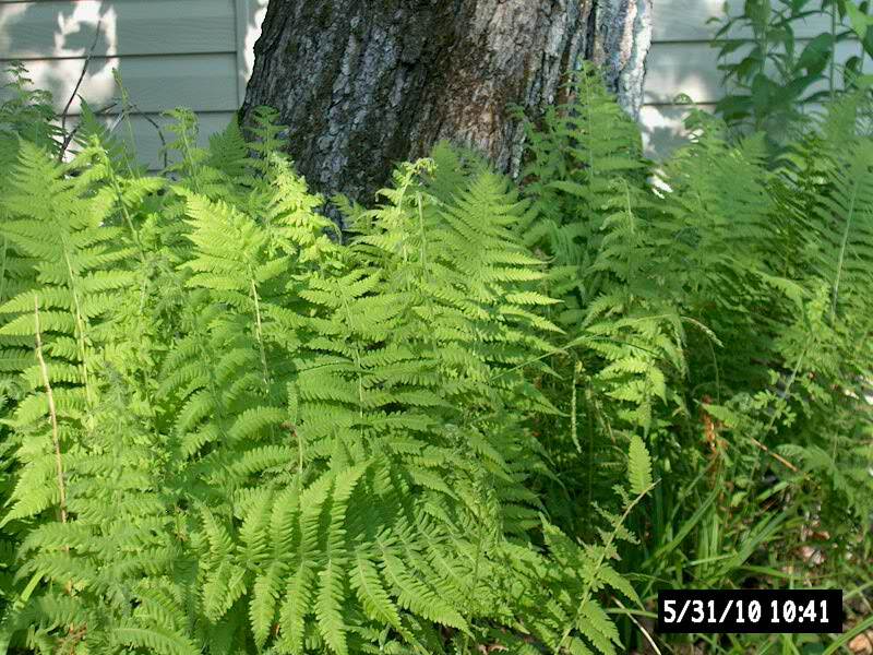 12 Woodland Fern ~Small/mini-border~ Sun or Shade~ground cover~ WOODLAND GARDEN gallery