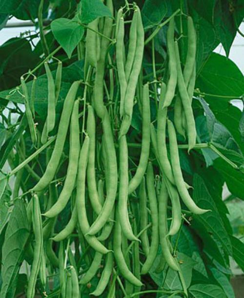 Kentucky Wonder Pole Bean Seed , 1 lb., Heirloom, Open Pollinated, USA Grown