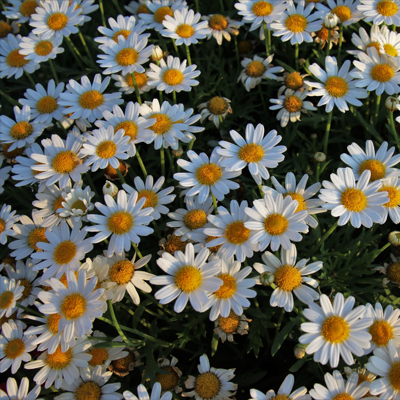 Fresh German Chamomile Seeds | Herbal Tea | Heirloom Non-GMO | Flower Seeds gallery