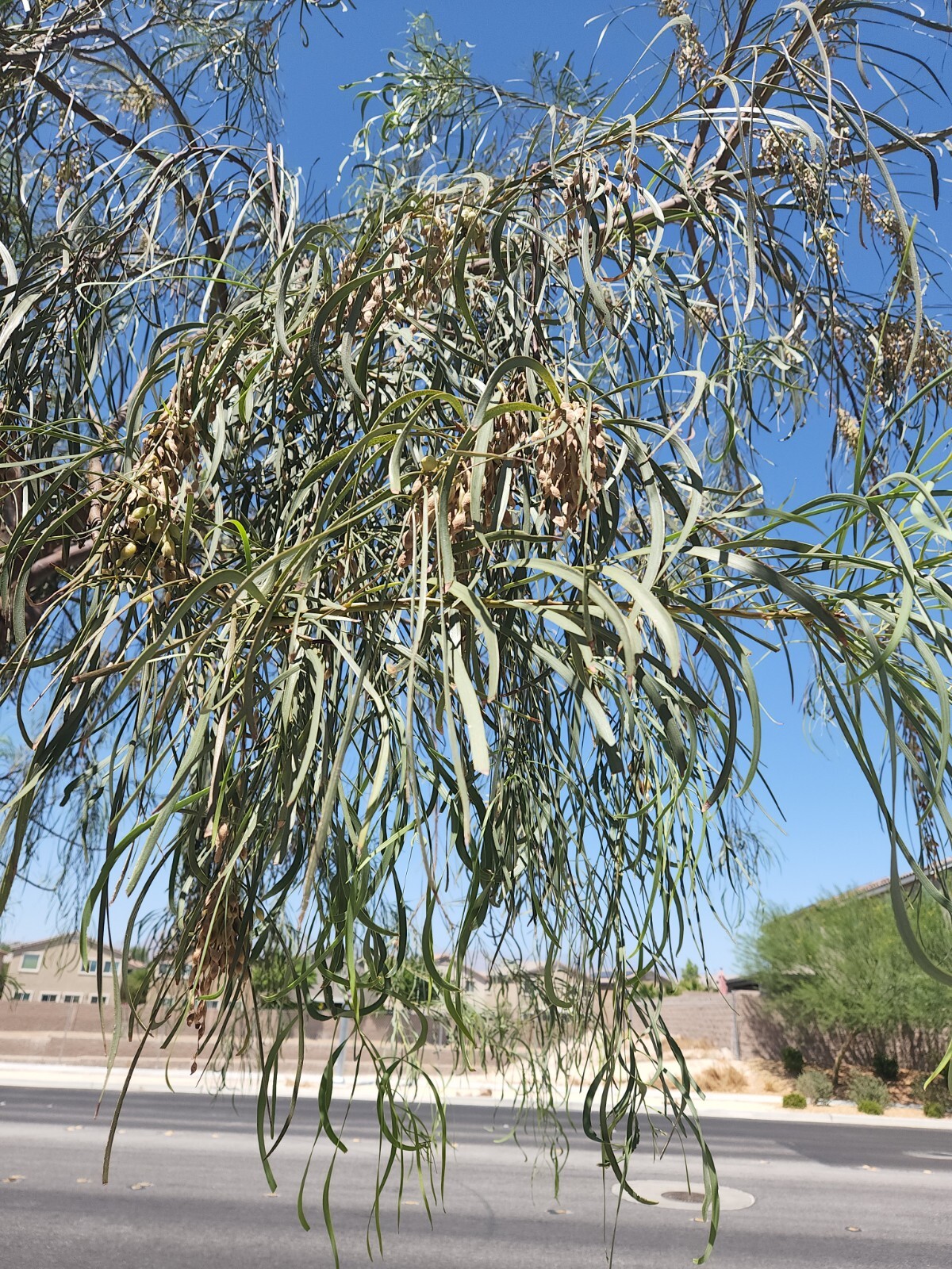 Acacia Stenophylla, Shoestring Wattle Willow, (25 Seeds), Drought Tolerant gallery
