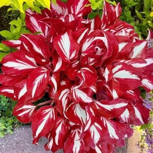 Hosta Seeds - 100 Rare White& Red Hosta with Blue Variations - Perennial Plants gallery