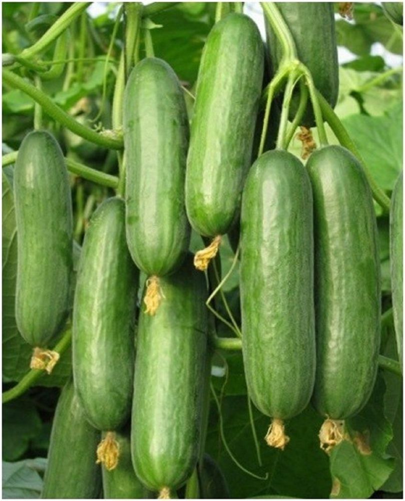 Beit Alpha Cucumber Seeds, Persian or Lebanese Cucumber, Burpless, FREE SHIPPING gallery