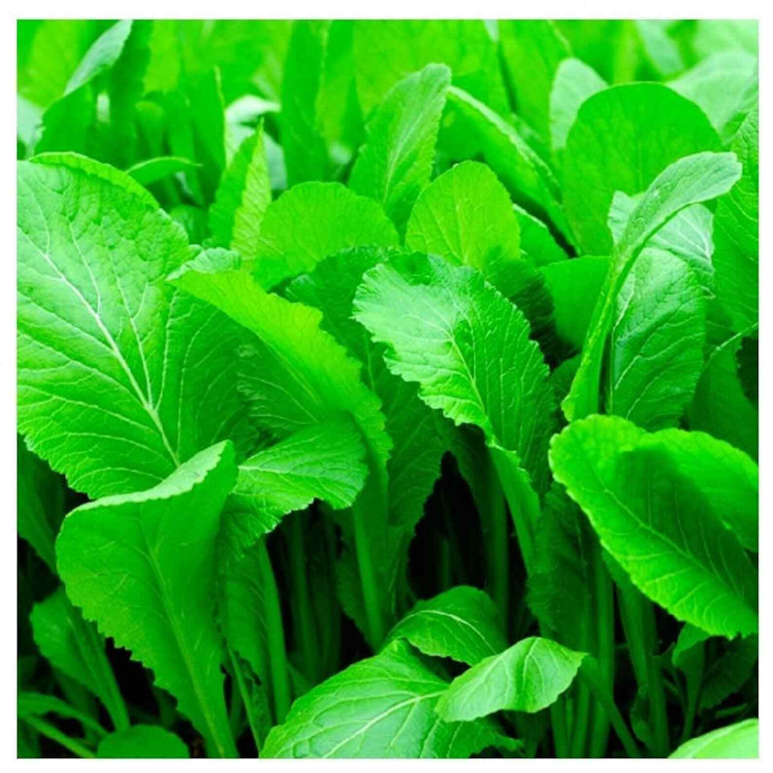 2000+ MUSTARD FLORIDA BROADLEAF AUTUMN SEEDS MICROGREENS HEIRLOOM GARDEN NON-GMO gallery