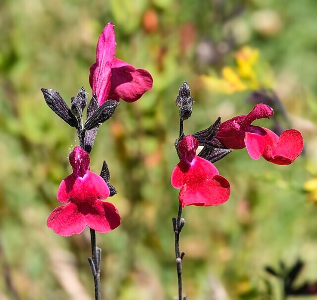 Salvia macrophylla | Andean Sage | 5 Seeds gallery