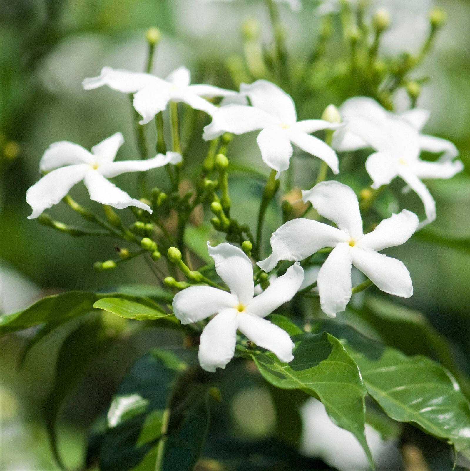 Jasmine Star Confederate 1 Potted Plant Rooted in a Quart Pot, Easy to Grow gallery