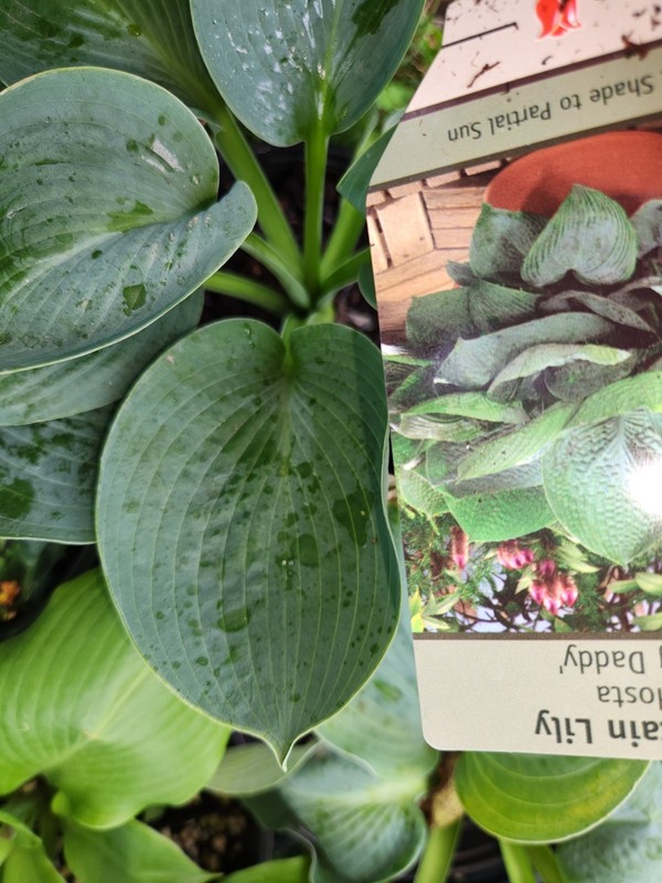 HOSTAS - Several Varieties, Healthy Live Plants, Bare Root, Large & Extra Large gallery