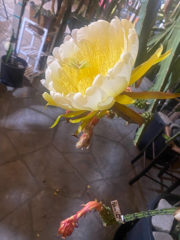 DRAGON FRUIT CUTTINGS - MULTIPLE VARIETIES 8-12 inches gallery