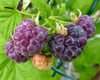 1 Glencoe purple raspberry.. Zones 4-9. Live rooted starter plant. Thornless gallery
