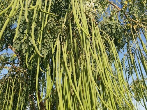Moringa oleifera ODC | 5_Seeds gallery