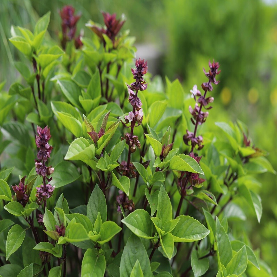 Thai Basil Seeds for Planting - Heirloom Non GMO Open-Pollinated Fresh Herb Seed gallery